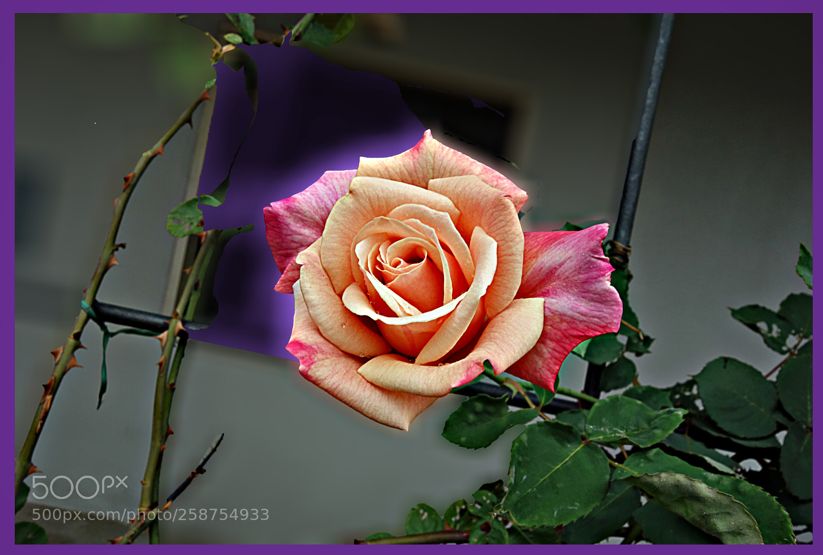 Sony Cyber-shot DSC-RX100 sample photo. Copia photography