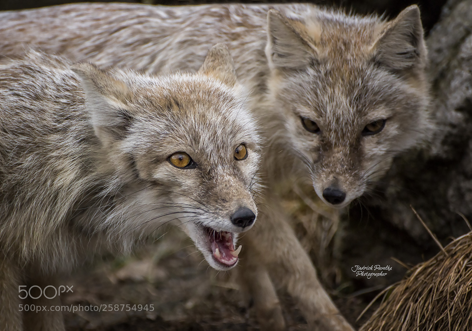 Canon EOS 100D (EOS Rebel SL1 / EOS Kiss X7) sample photo. Corsac fox / vulpes corsac photography
