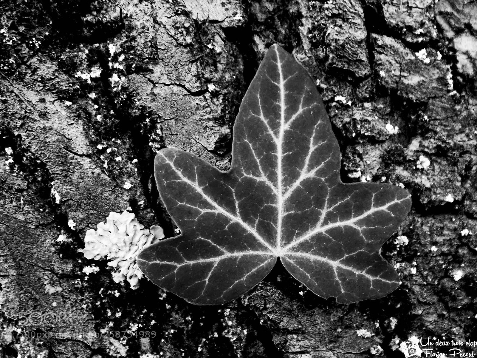 Nikon COOLPIX L330 sample photo. Leaf photography