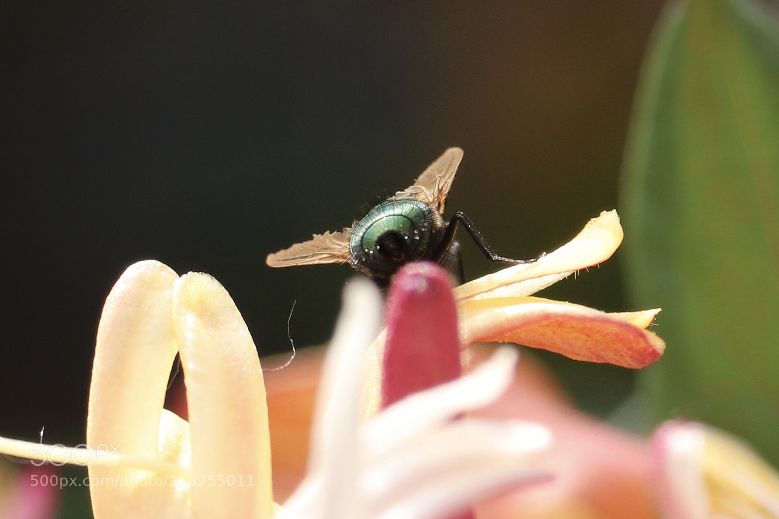 Canon EOS 80D sample photo. Untitled photography