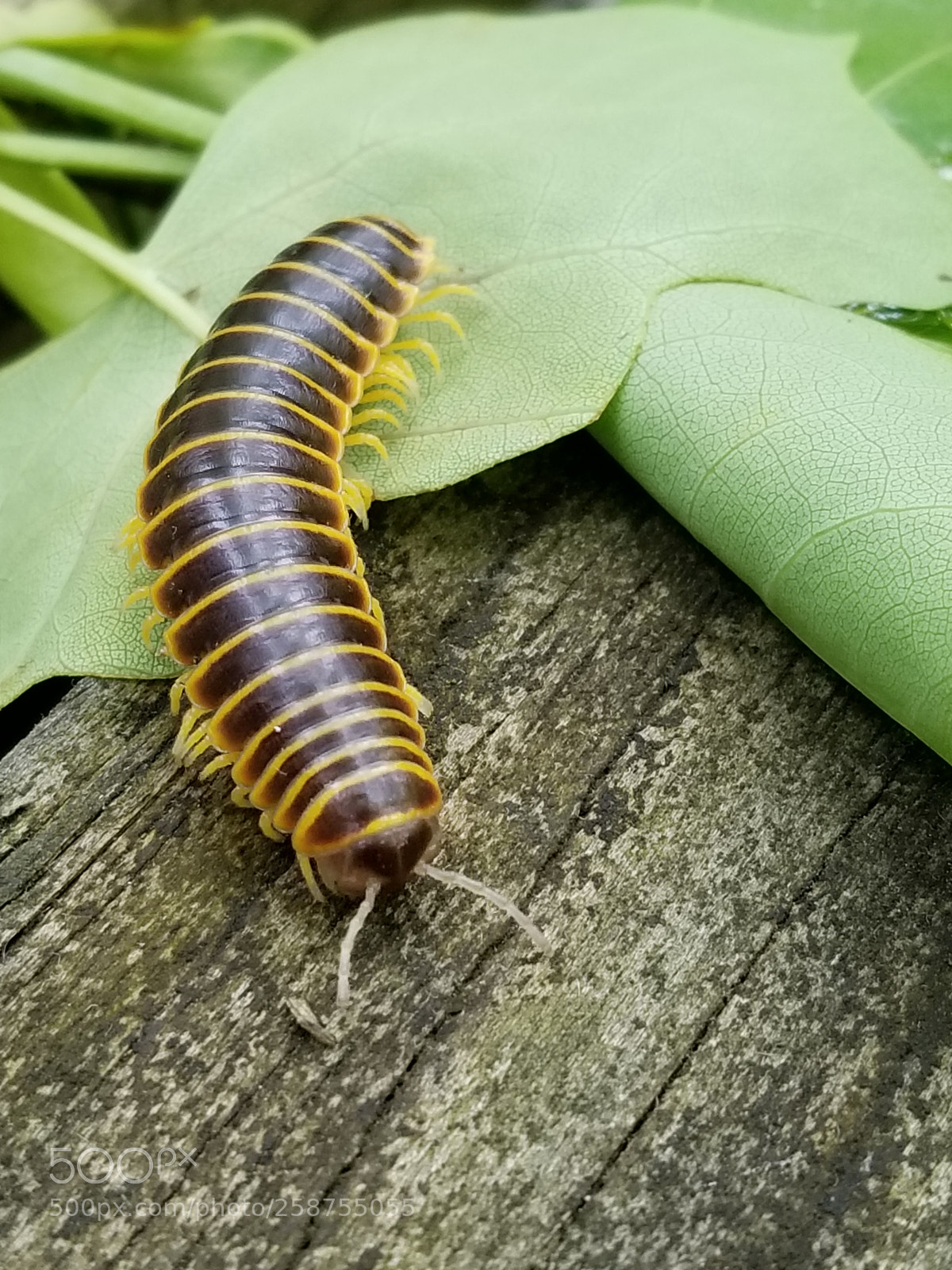 Samsung Galaxy S8 sample photo. Happillar photography