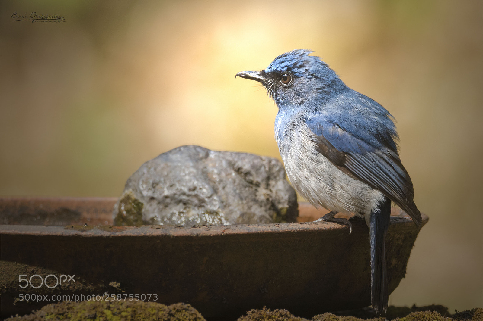 Nikon D810 sample photo. White-bellied blue flycatcher photography