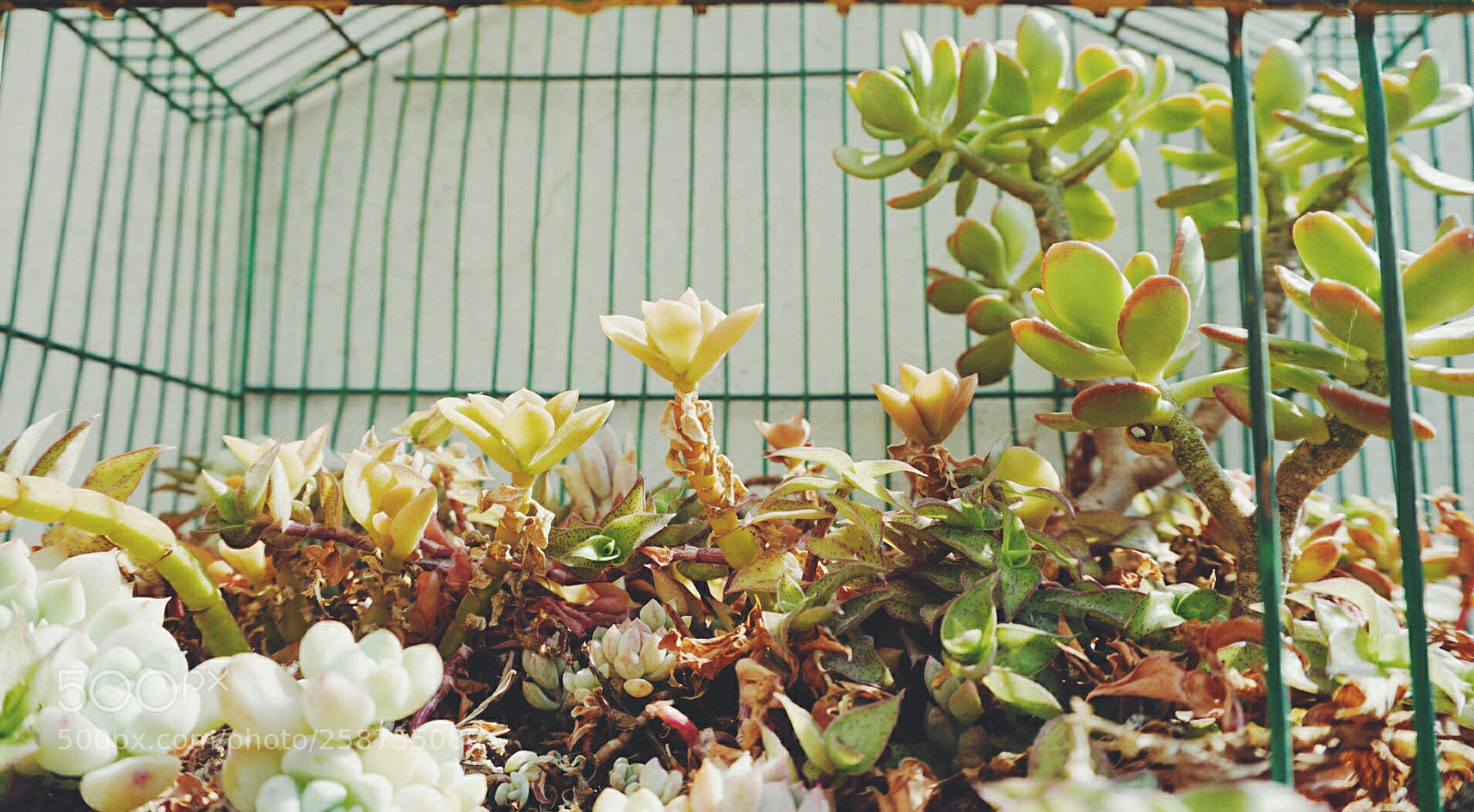 Sony a6000 sample photo. Vegetal kingdom photography