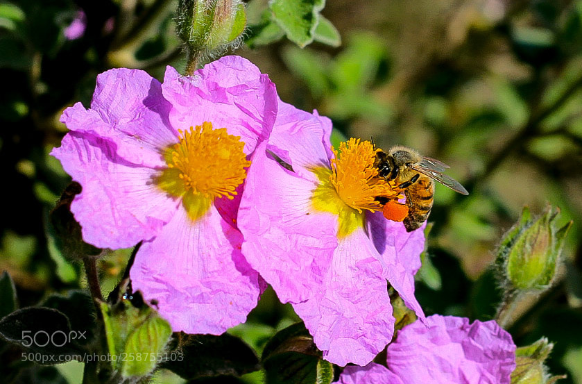 Canon EOS 1300D (EOS Rebel T6 / EOS Kiss X80) sample photo. Gnammy bee photography