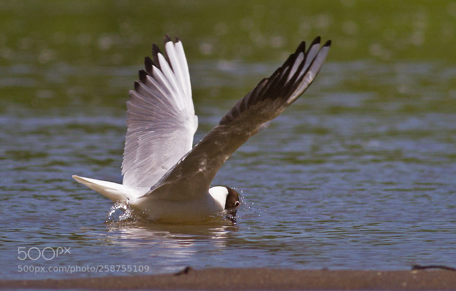 Canon EOS 7D sample photo. Larus ridibundus photography