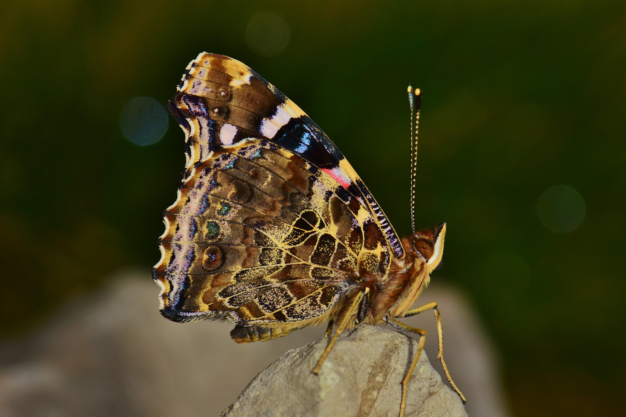 Nikon AF-S Micro-Nikkor 105mm F2.8G IF-ED VR sample photo. Vanessa vulcanica photography