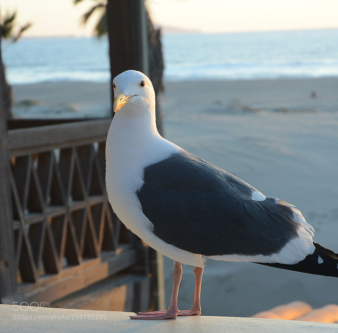 Nikon D5200 sample photo. Seagull photography