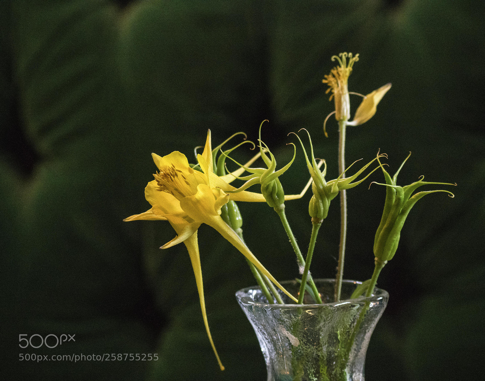 Pentax K-3 sample photo. Alien bouquet photography