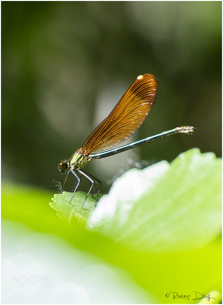 Nikon D610 sample photo. Libelula photography