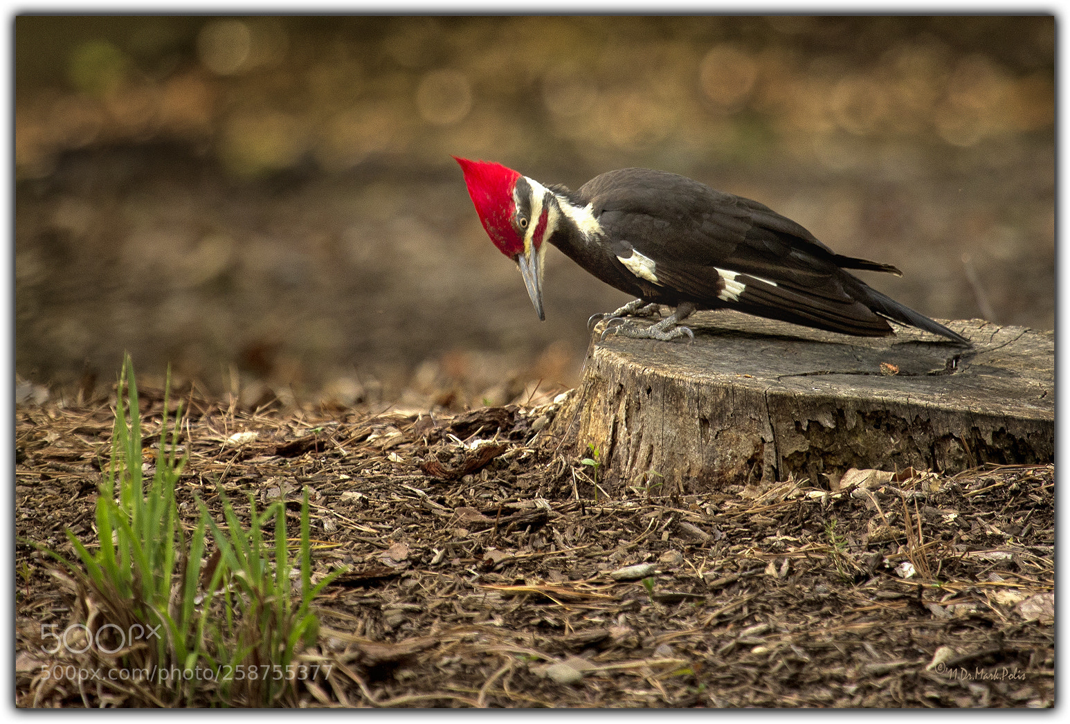 Canon EOS 7D sample photo. Pileated woodpecker a photography