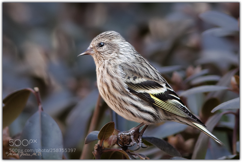 Canon EOS 50D sample photo. Pine siskin rhodys photography