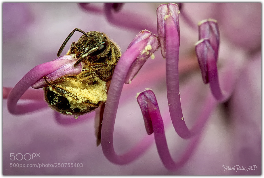 Canon EOS 50D sample photo. Pollen glutton fltd photography