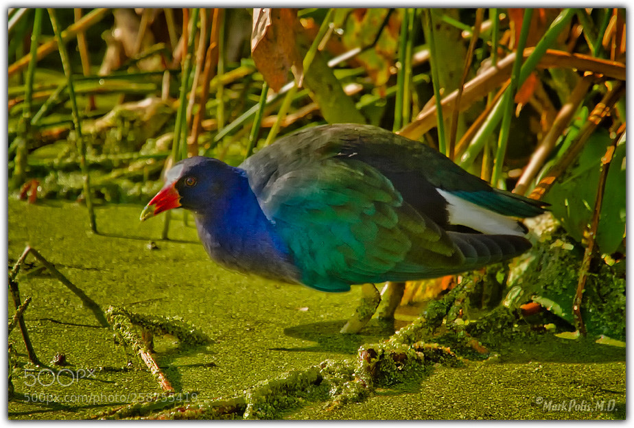 Canon EOS 7D sample photo. Purple gallinule green cays photography