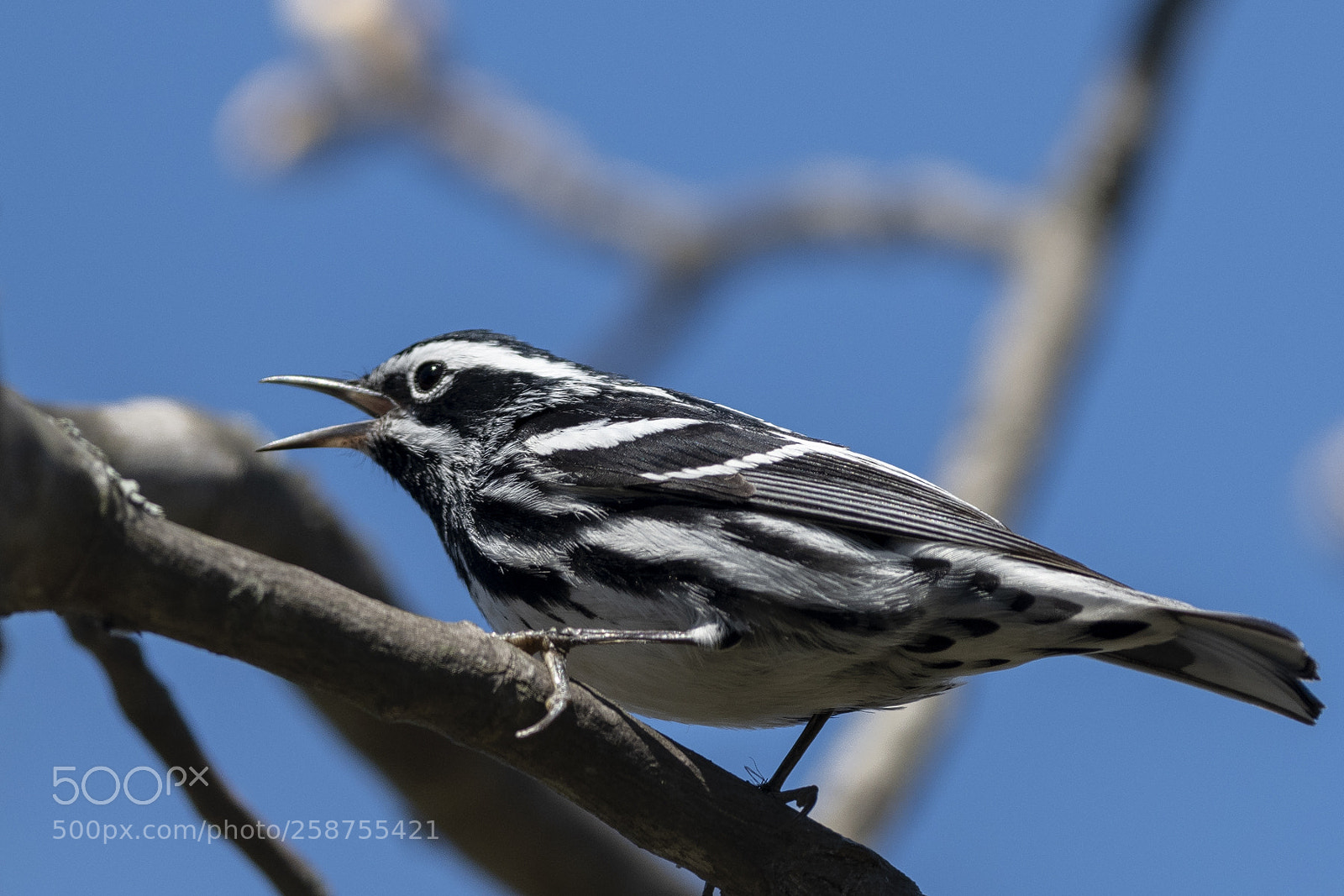 Nikon D850 sample photo. Black and white warbler photography