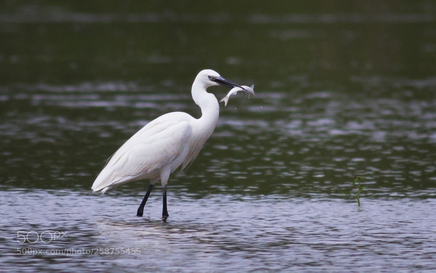 Canon EOS 7D sample photo. Egreta garzetta photography