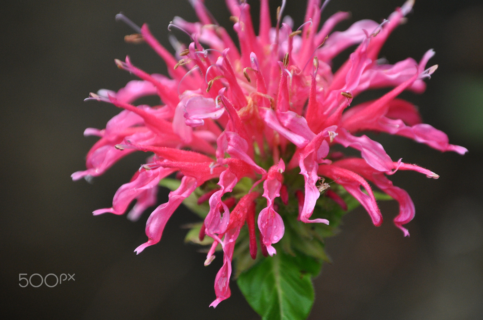 Nikon D5000 sample photo. Floral firework photography