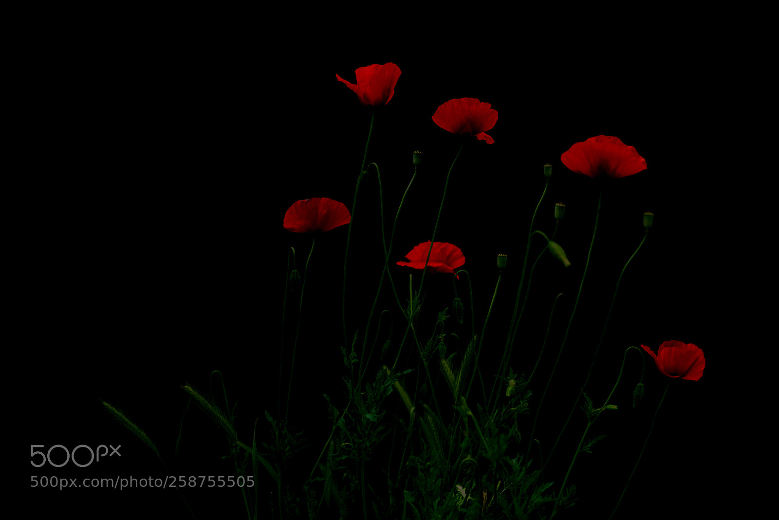 Nikon D750 sample photo. Red photography