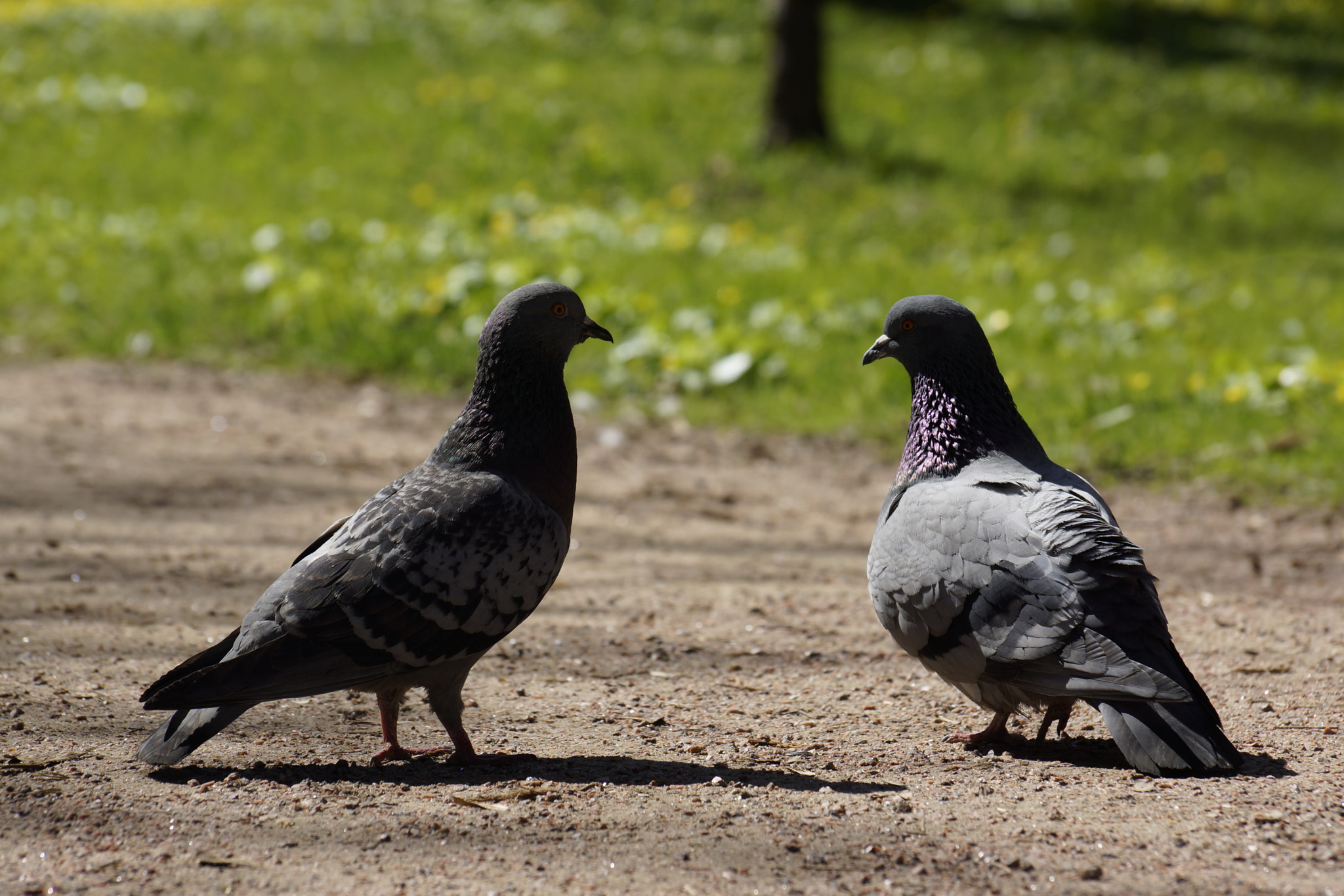 Sony DT 18-135mm F3.5-5.6 SAM sample photo. Dsc photography
