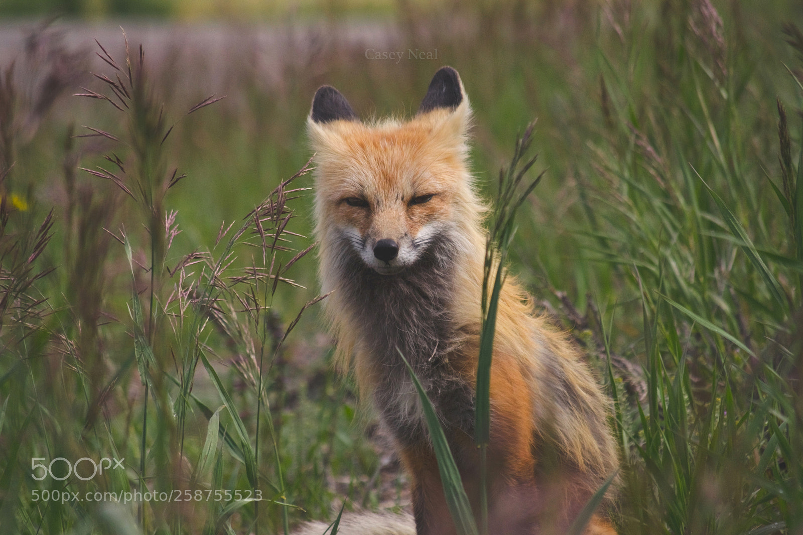 Nikon D5100 sample photo. Red fox at sunrise photography