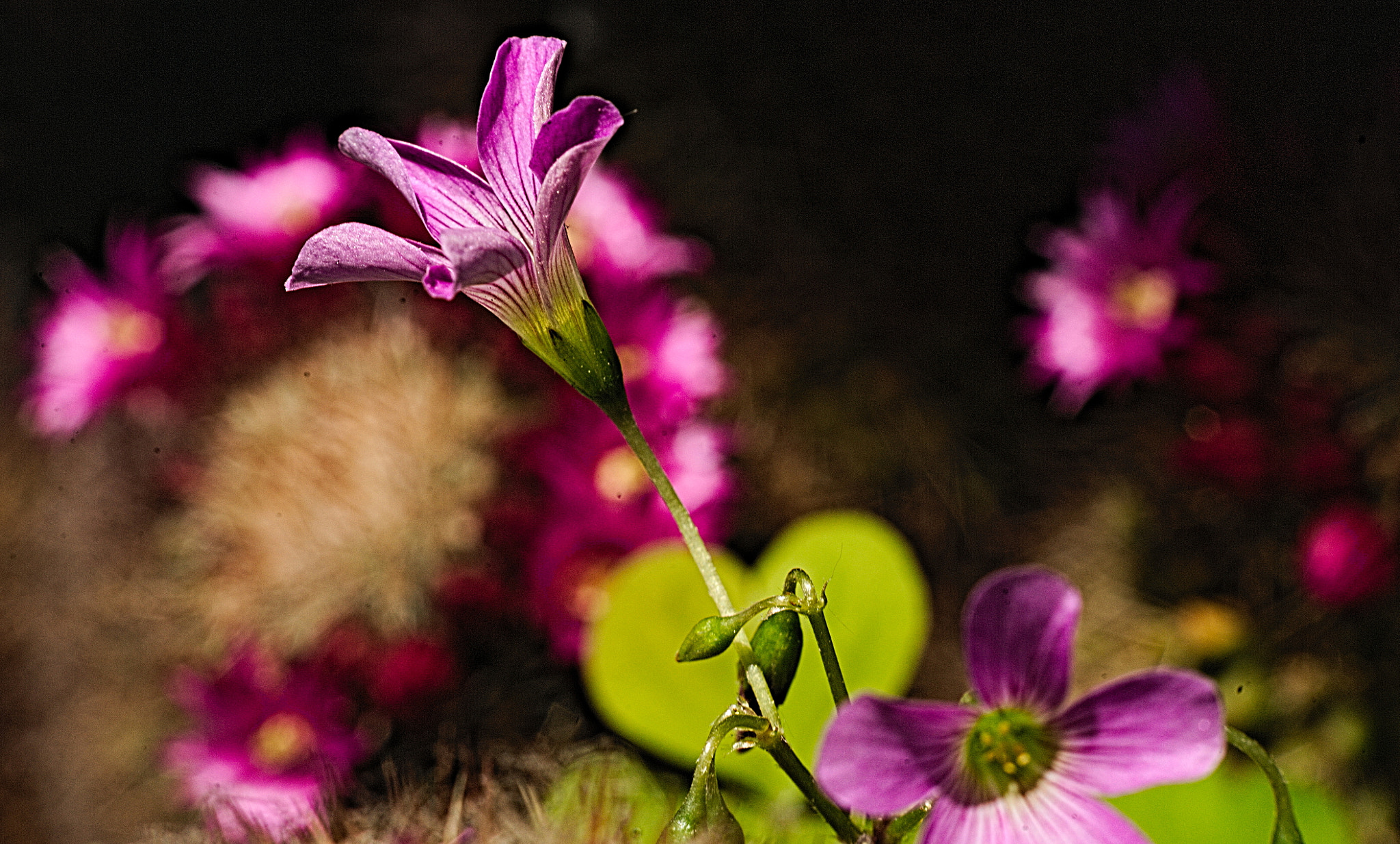 Nikon D700 sample photo. Little flower photography