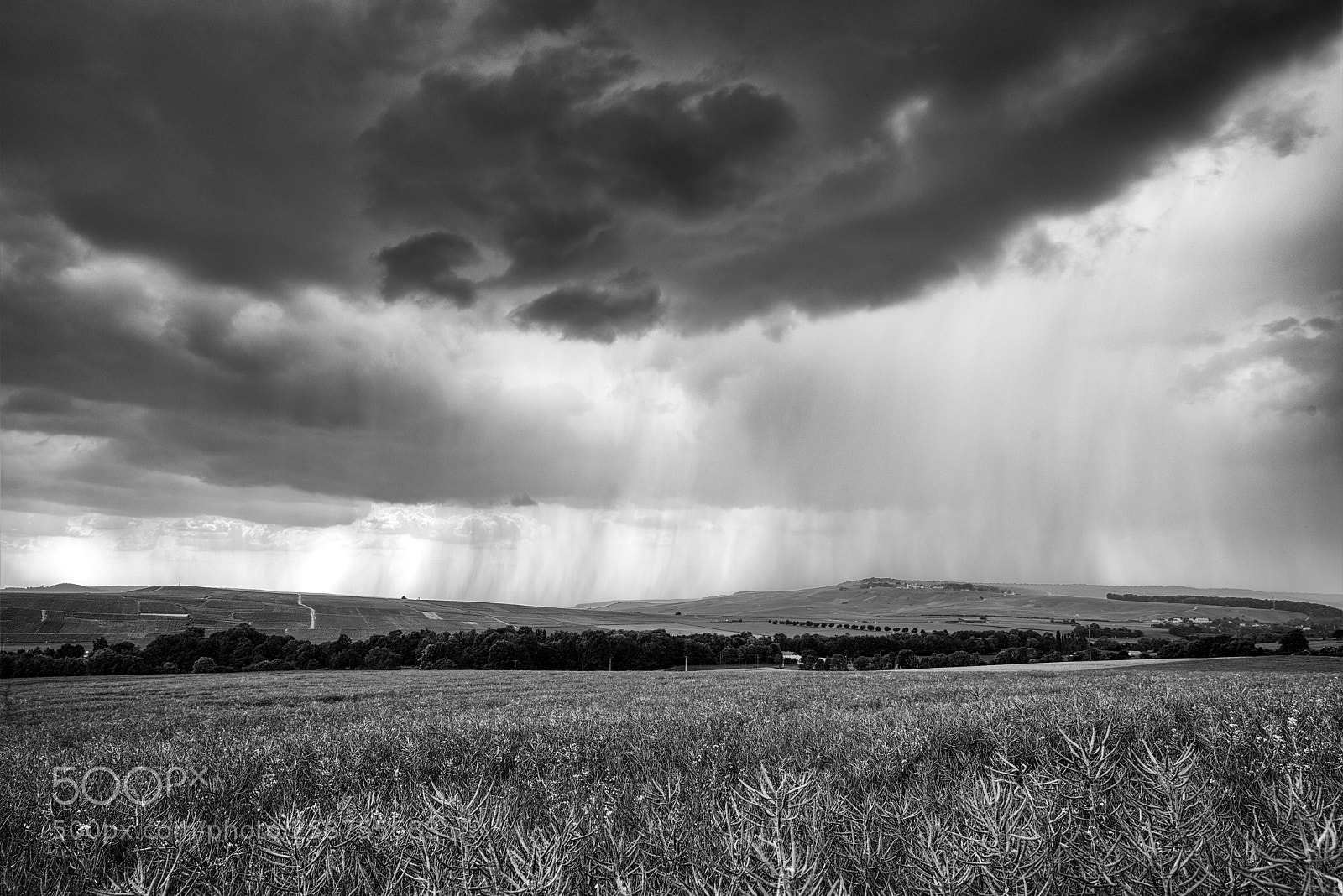 Pentax K-1 sample photo. Under the rain photography