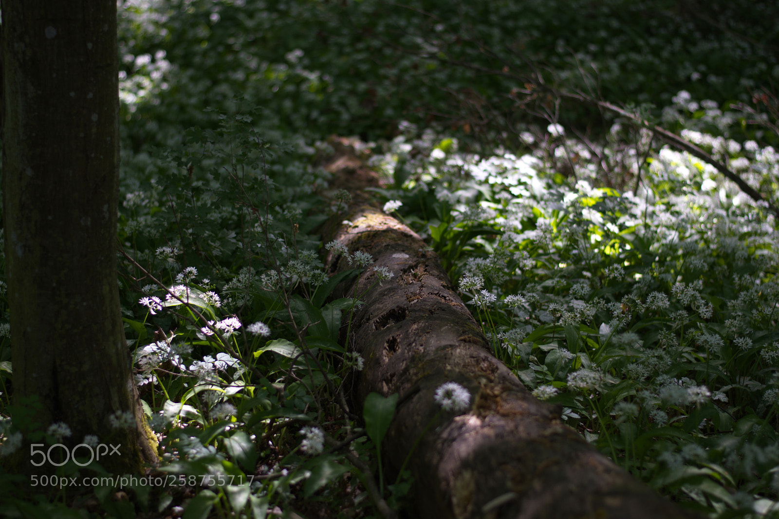 Nikon D7200 sample photo. Log and ray in photography