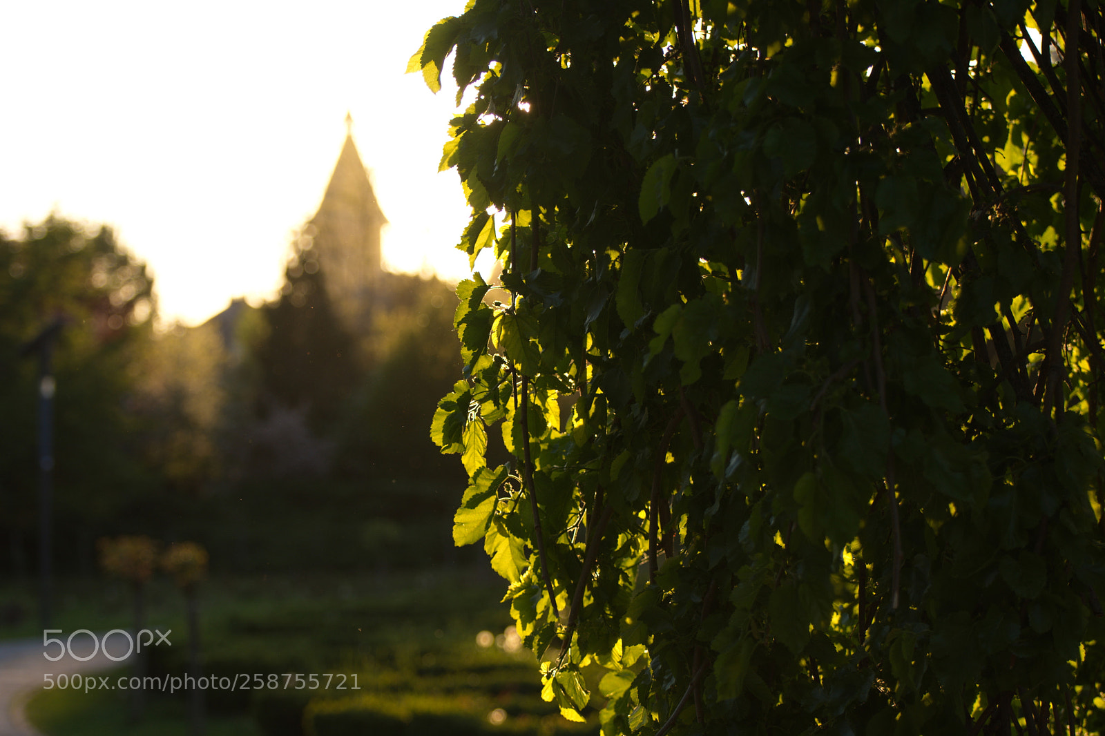 Nikon D7200 sample photo. Cathedral from park photography