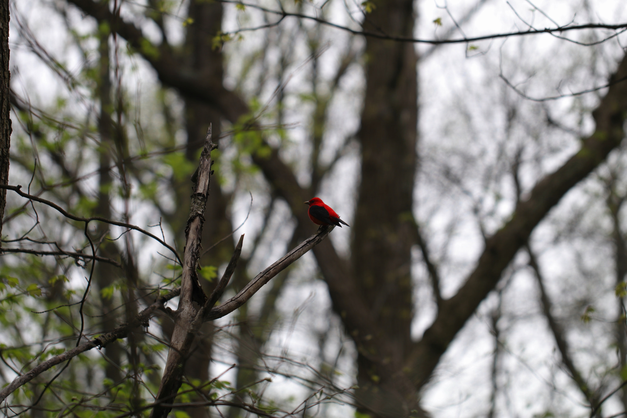 Canon EF 100mm F2.8L Macro IS USM sample photo. Redbirdue photography