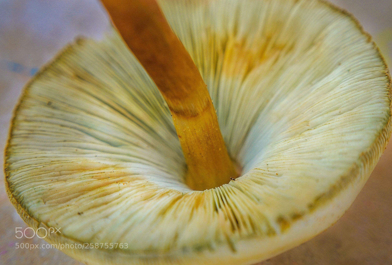 Sony Alpha a5000 (ILCE 5000) sample photo. Mushroom photography