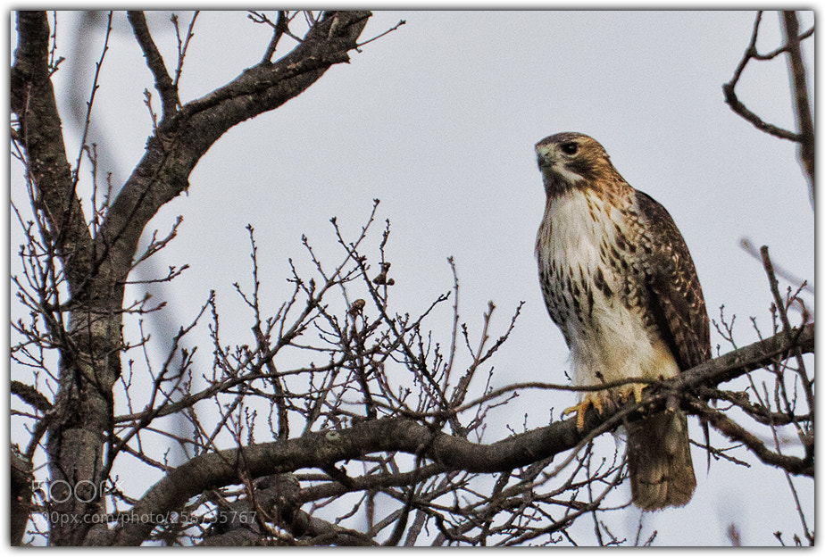 Canon EOS 7D sample photo. Red tailed hawk a photography
