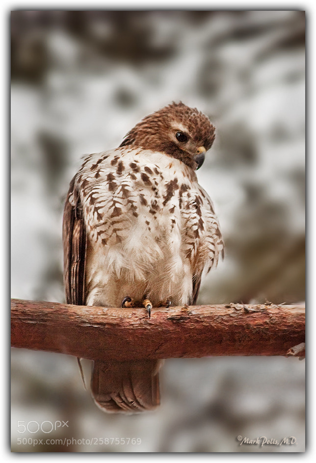 Canon EOS 50D sample photo. Red tailed hawk fltd photography