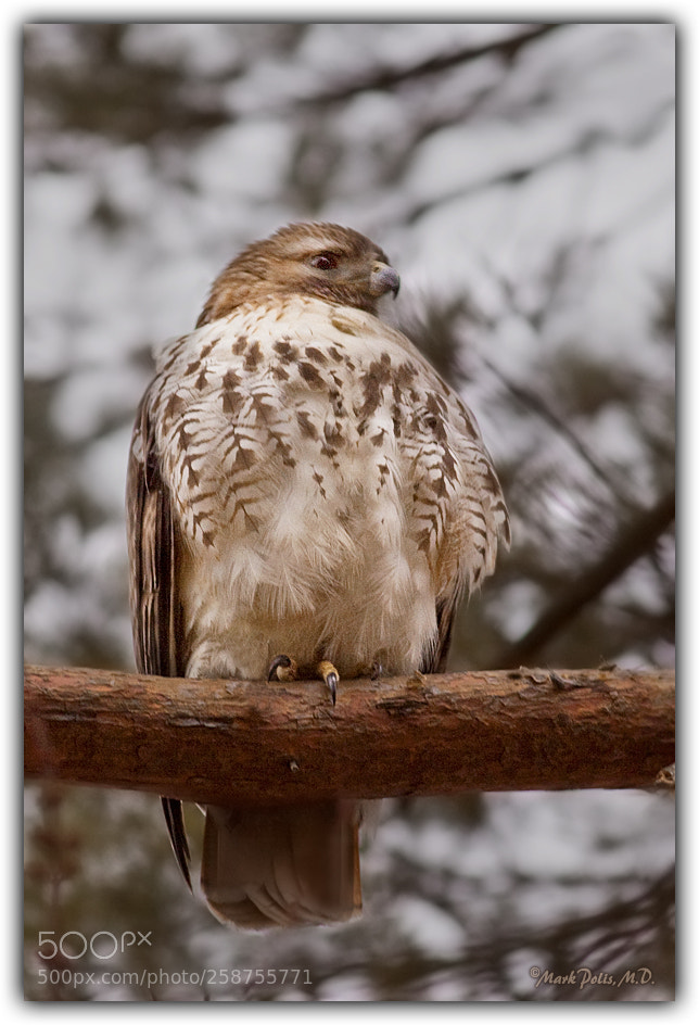 Canon EOS 50D sample photo. Red tailed hawk fltd photography