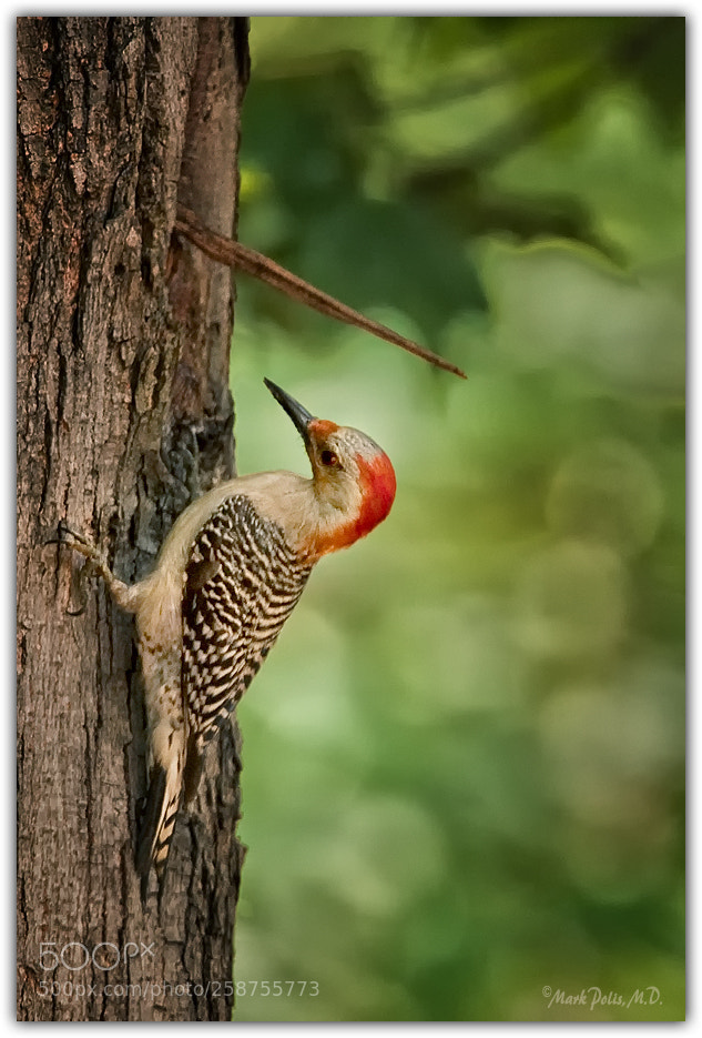 Canon EOS 50D sample photo. Red bellied woodpecker female photography