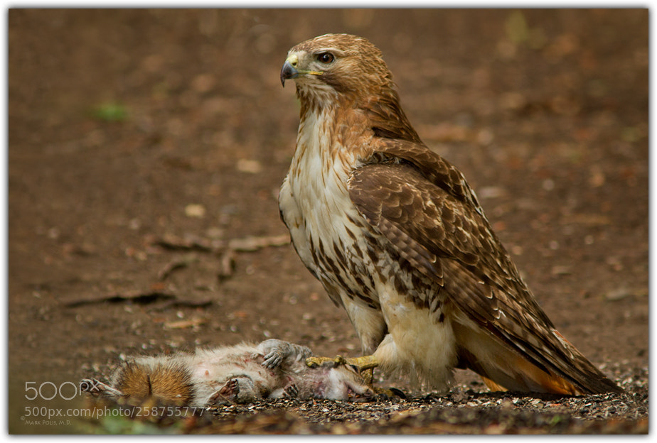 Canon EOS 7D sample photo. Red tailed hawk takes photography