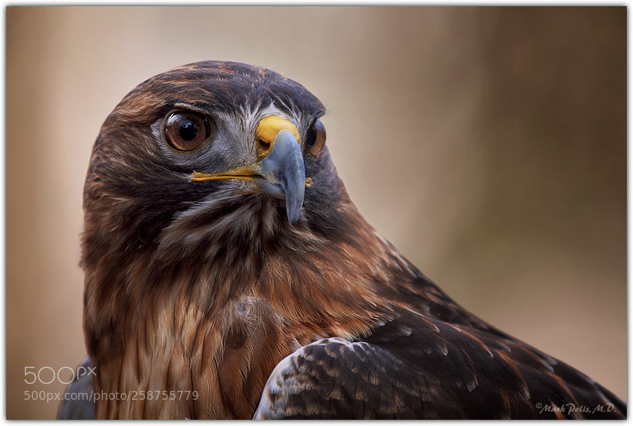 Canon EOS 50D sample photo. Red tailed hawk fltd photography