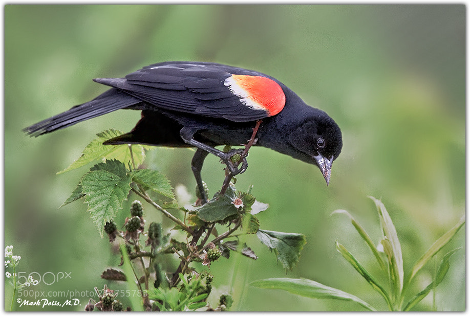 Canon EOS 50D sample photo. Red winged blackbird b photography
