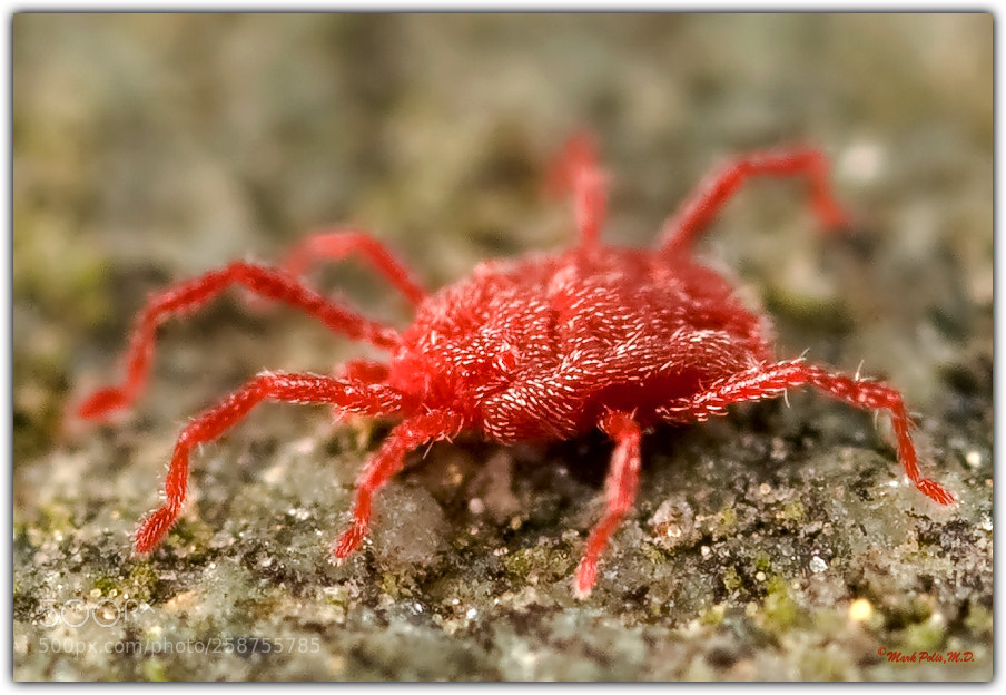 Canon EOS 5D sample photo. Red spider mite mm photography