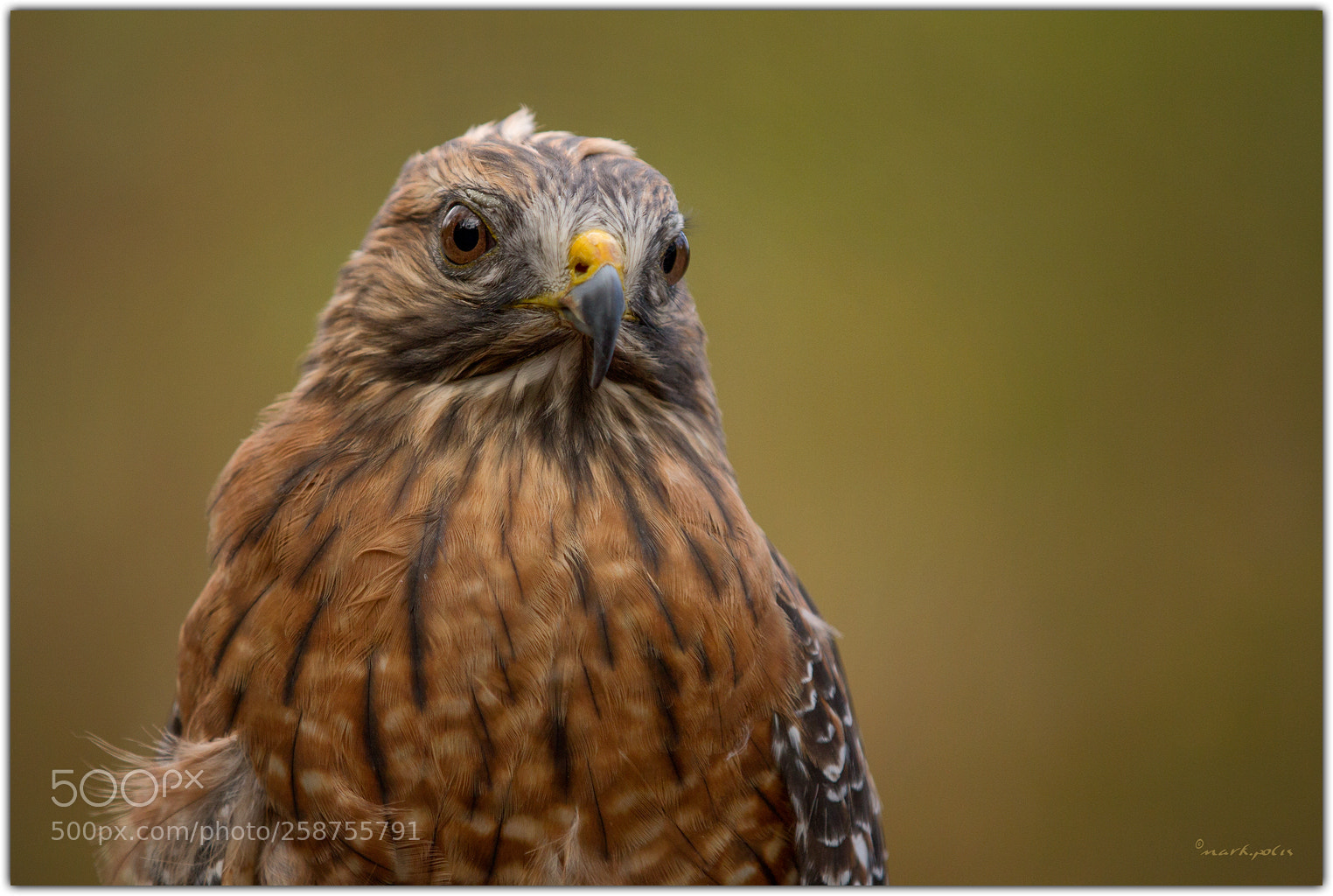 Canon EOS 7D sample photo. Red shouldered hawk a photography