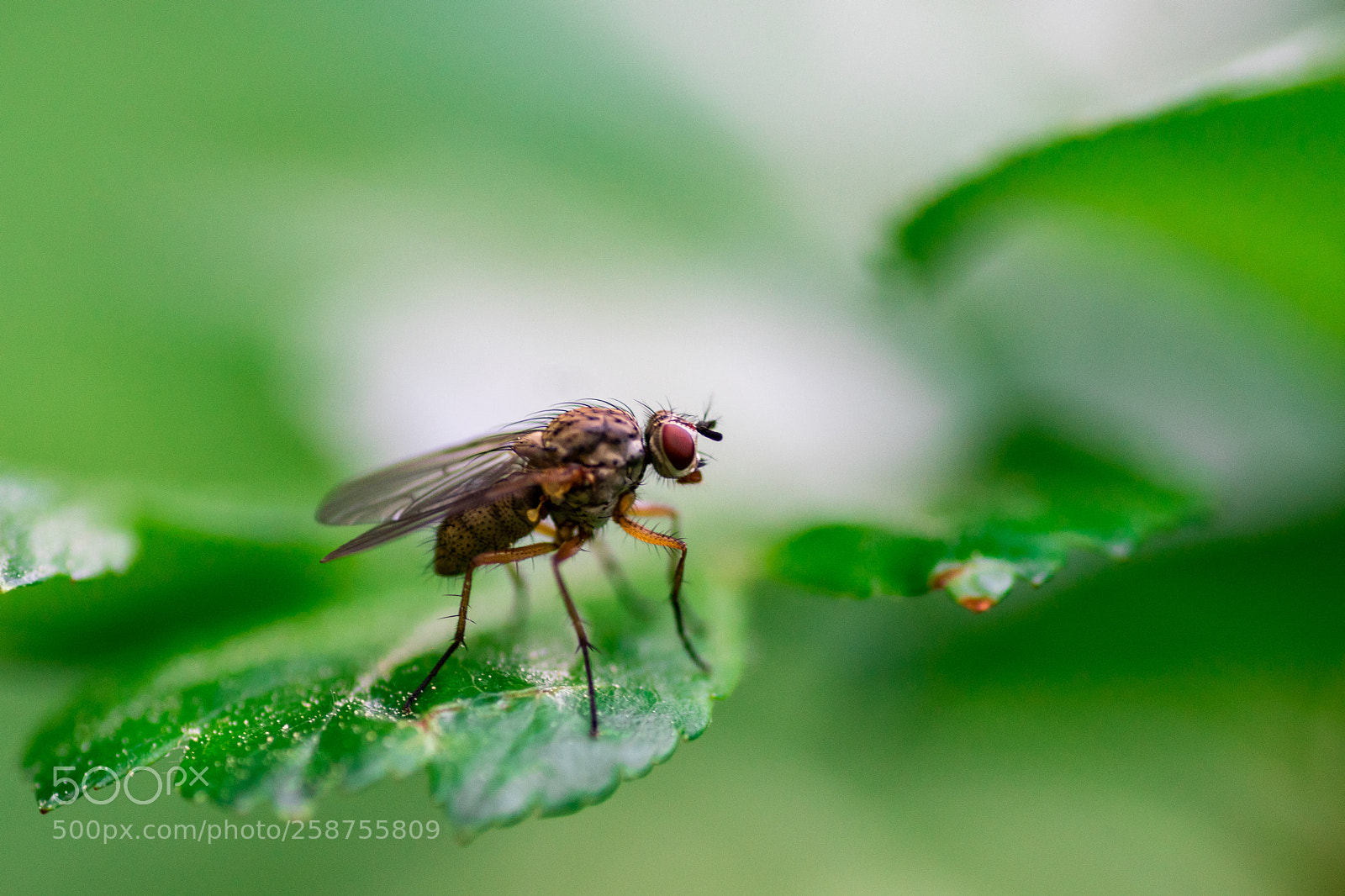 Nikon D5500 sample photo. Big size photography