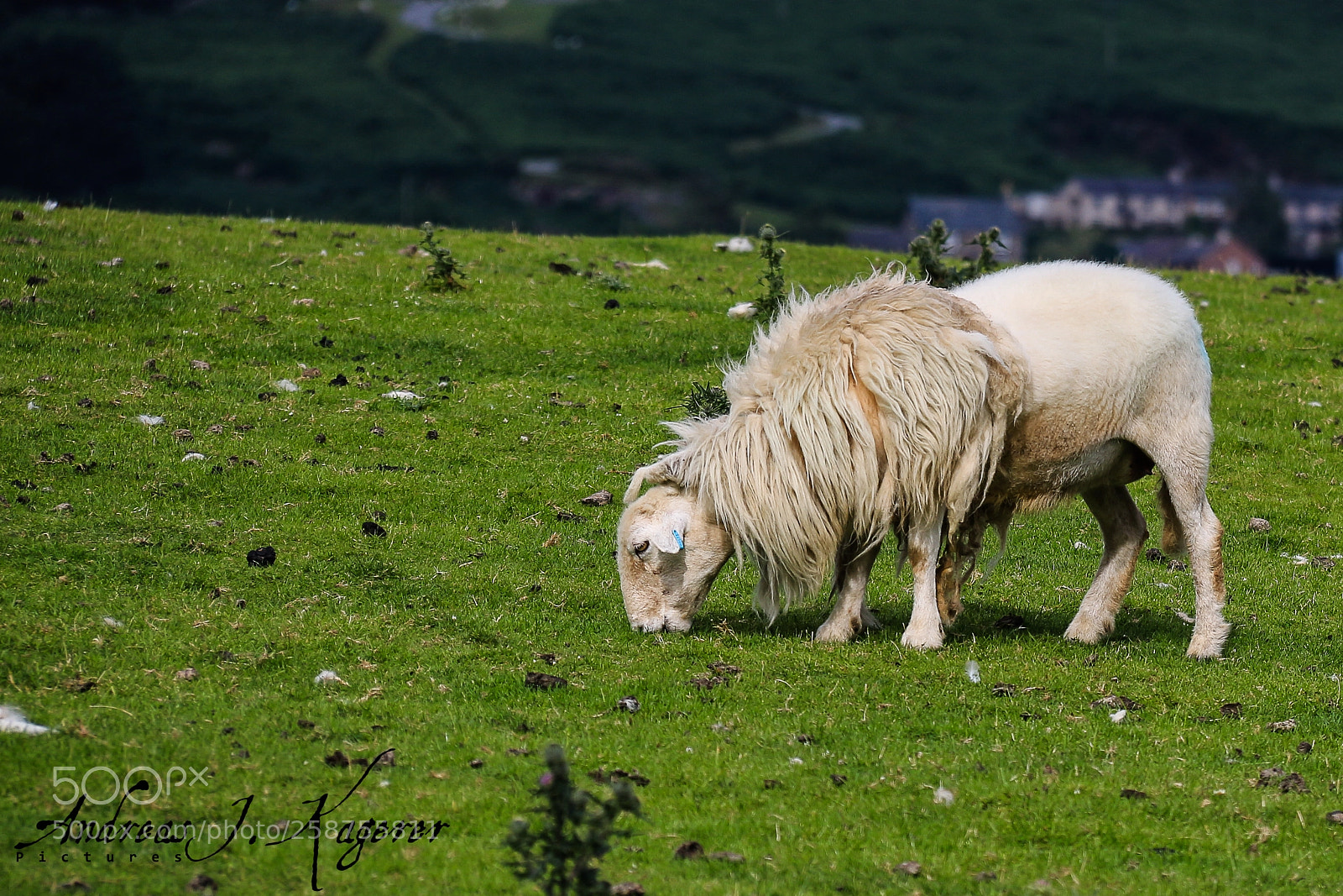 Canon EOS 650D (EOS Rebel T4i / EOS Kiss X6i) sample photo. I am a lion photography