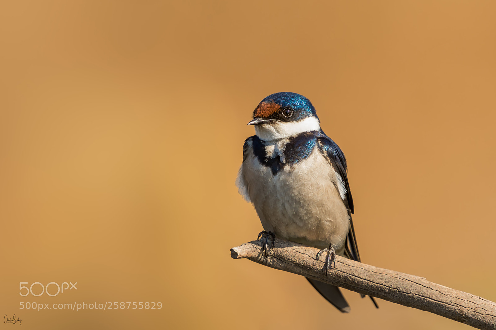 Nikon D4 sample photo. White-throated swallow photography