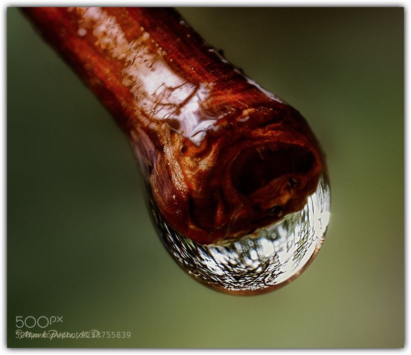 Canon EOS 50D sample photo. Reflection and refraction fltd photography