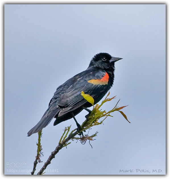 Canon EOS 5D sample photo. Red winged blackbird photography
