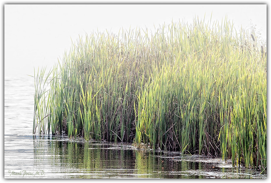 Canon EOS 50D sample photo. Reeds in mist fltd photography