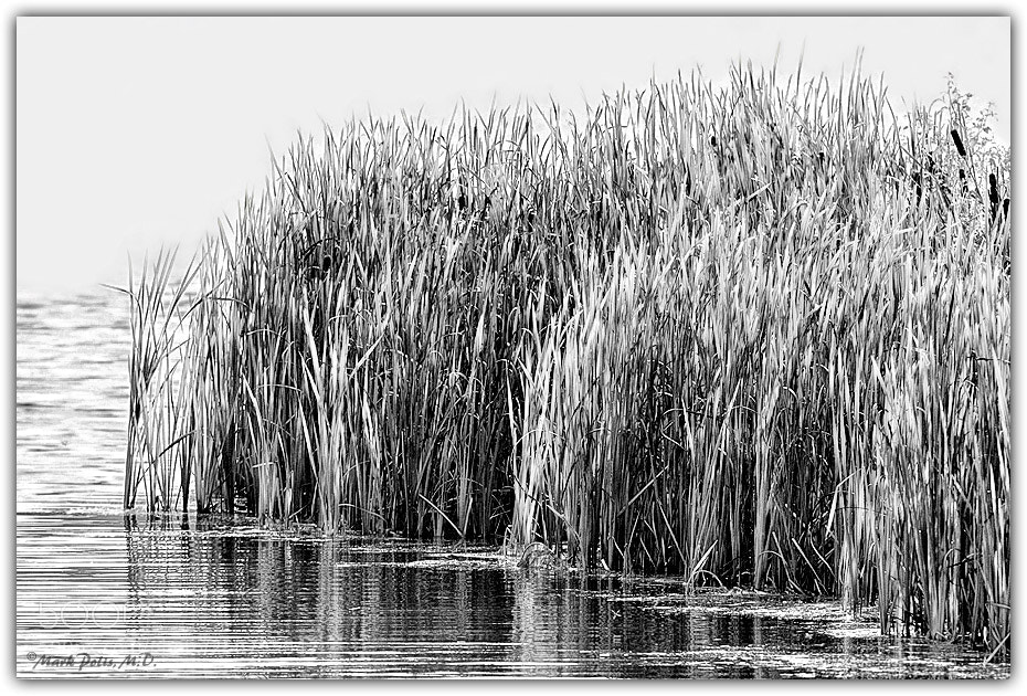 Canon EOS 50D sample photo. Reflecting reeds in mist photography