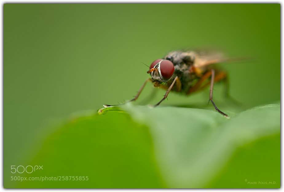 Canon EOS 7D sample photo. Robber fly fltd photography