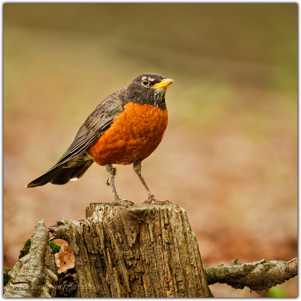 Canon EOS 7D sample photo. Robin and caterpiller fltd photography