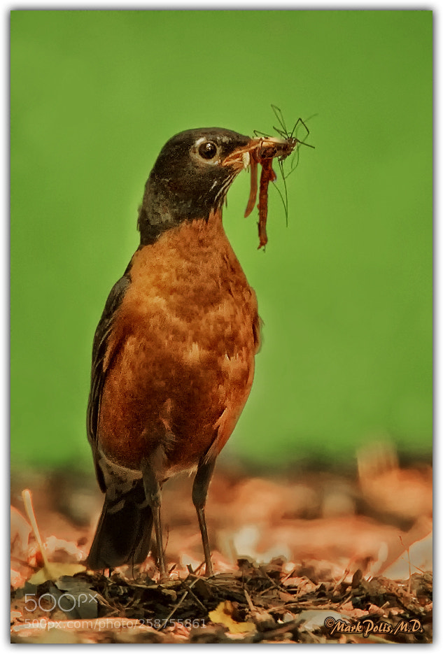 Canon EOS 50D sample photo. Robin beakfull a fltd photography