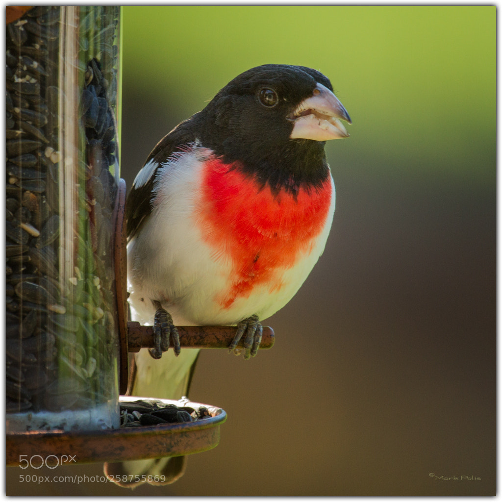 Canon EOS 7D sample photo. Rose breasted grosbeak fltd photography