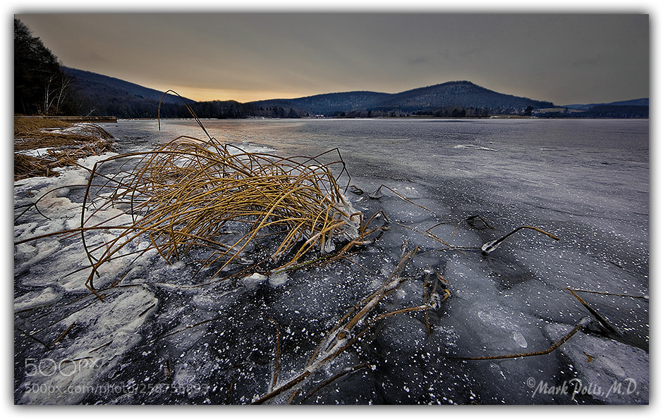 Canon EOS-1Ds Mark III sample photo. Rv frozen brush fltd photography